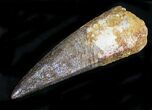Large Spinosaurus Tooth - Great Preservation #23957-2
